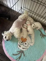 Blue, a male Maltese for sale in Sacramento, CA – Photo 5 of 6