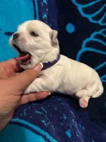 Blue, a male Maltese for sale in Sacramento, CA – Photo 1 of 6