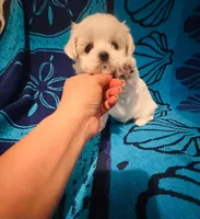 Blue, a male Maltese for sale in Sacramento, CA – Photo 3 of 5
