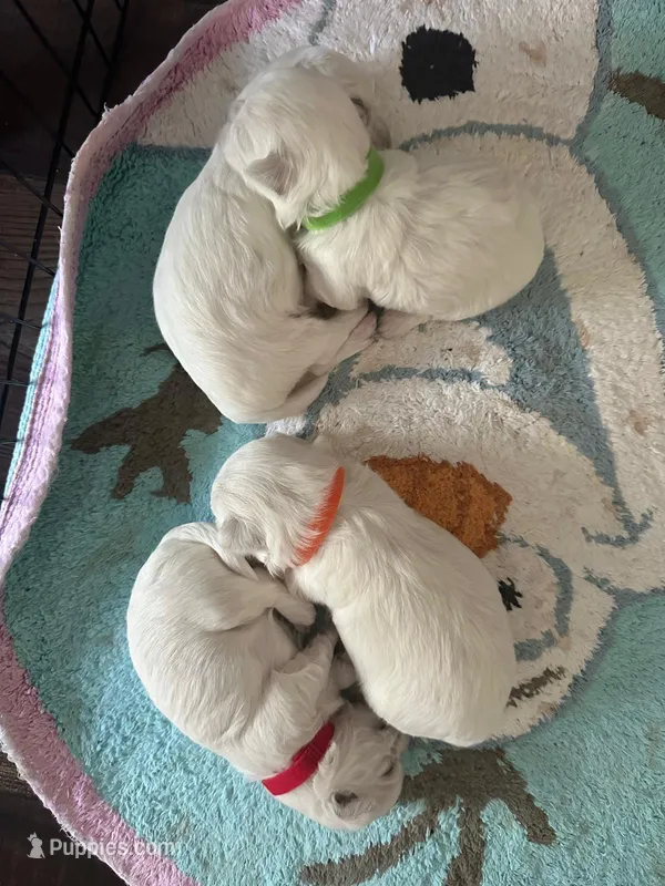 Blue – Maltese puppy for sale in Sacramento, CA