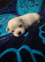 Blue, a male Maltese for sale in Sacramento, CA – Photo 3 of 6