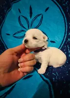 Blue, a male Maltese for sale in Sacramento, CA – Photo 2 of 6