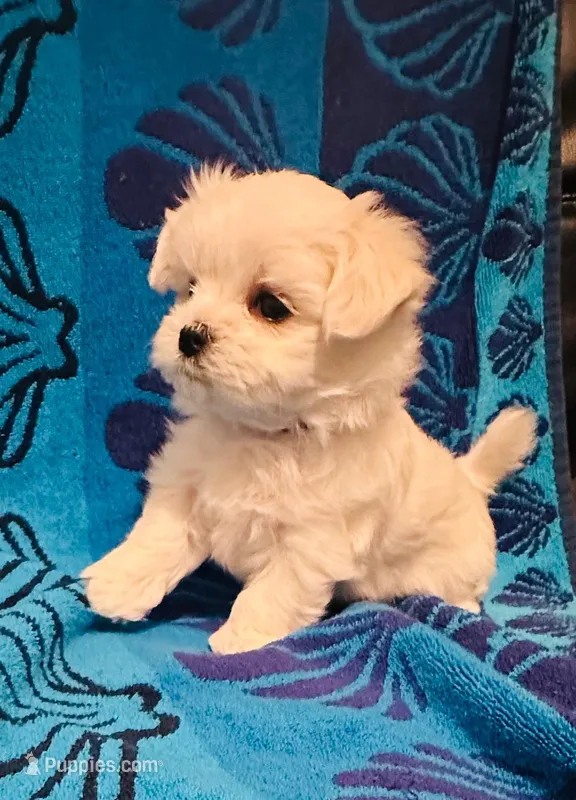 Blue – Maltese puppy for sale in Sacramento, CA