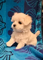 Blue, a male Maltese for sale in Sacramento, CA – Photo 2 of 5