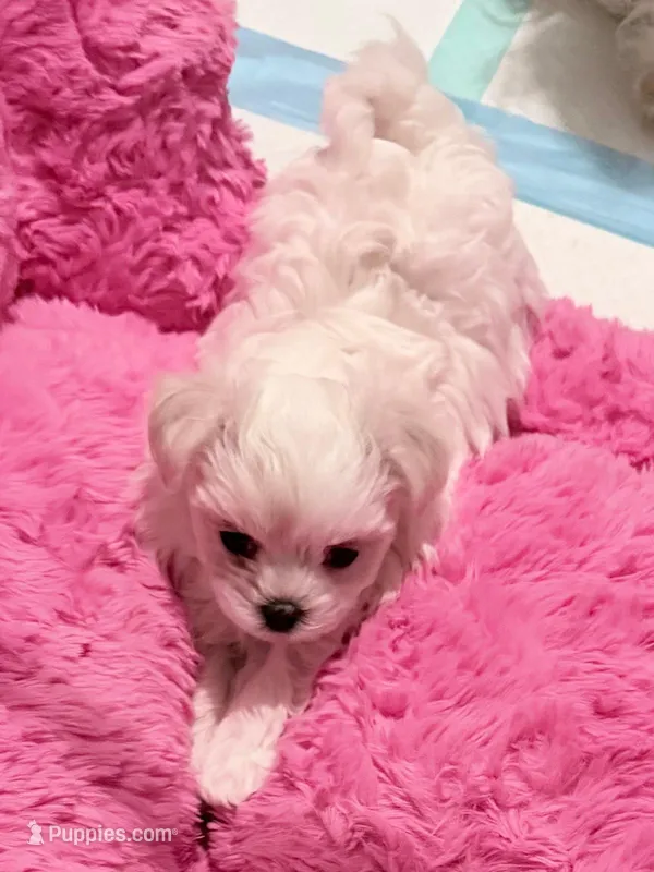 Boy1 – Maltese puppy for sale in Sacramento, CA