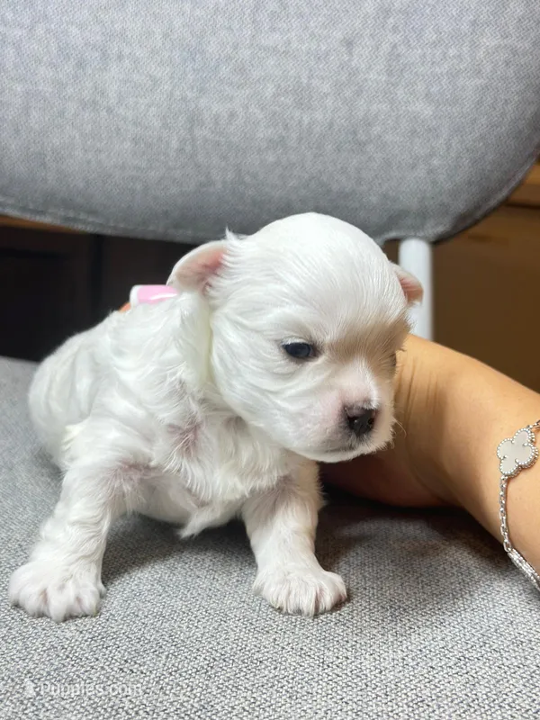 Girl – Maltese puppy for sale in Sacramento, CA