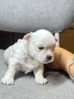 Girl, a female Maltese for sale in Sacramento, CA – 1 of 3