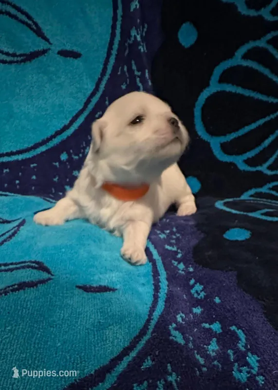 Orange – Maltese puppy for sale in Sacramento, CA