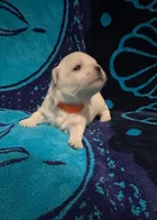 Orange, a male Maltese for sale in Sacramento, CA – Photo 1 of 6