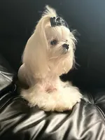 Orange, a male Maltese for sale in Sacramento, CA – Photo 6 of 6