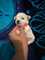 Orange, a male Maltese for sale in Sacramento, CA – Photo 2 of 6