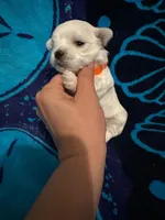 Orange, a male Maltese for sale in Sacramento, CA – Photo 3 of 6