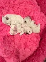 Girl, a female Maltese for sale in Sacramento, CA – 3 of 3