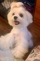 Boy2, a male Maltese for sale in Sacramento, CA – 5 of 5