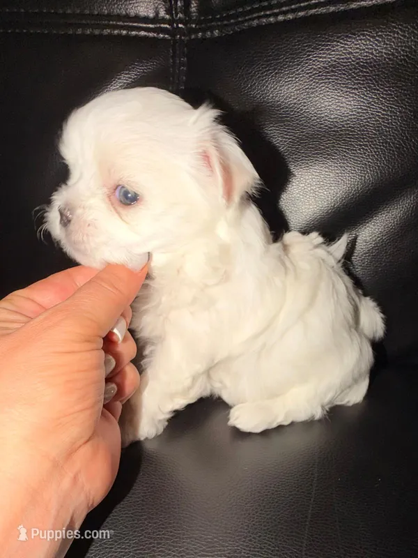 Boy1 – Maltese puppy for sale in Sacramento, CA