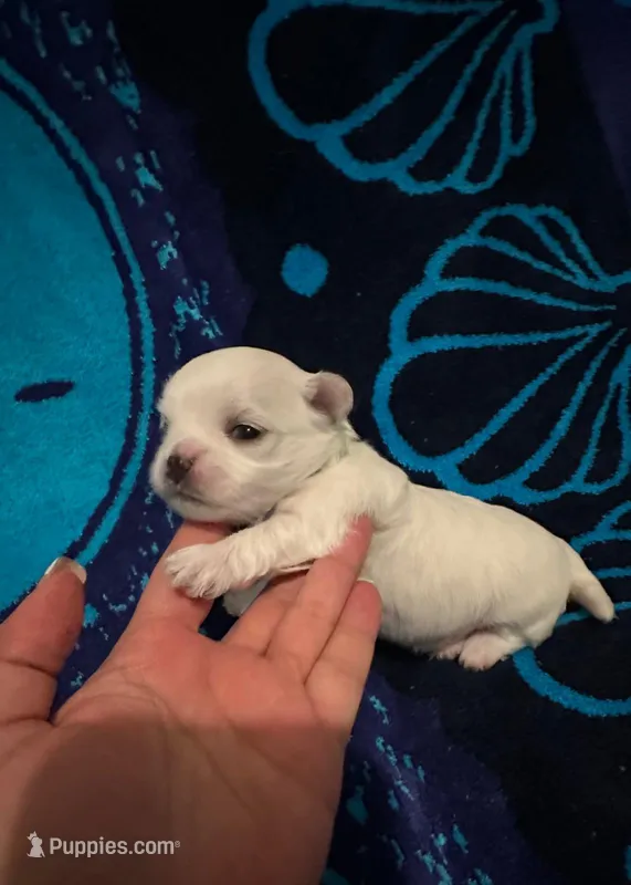 Green – Maltese puppy for sale in Sacramento, CA