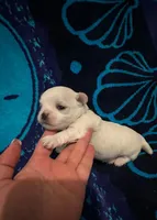 Green, a male Maltese for sale in Sacramento, CA – Photo 1 of 5