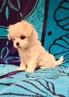 Green, a male Maltese for sale in Sacramento, CA – Photo 1 of 6