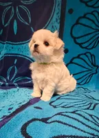 Green, a male Maltese for sale in Sacramento, CA – Photo 2 of 6