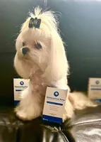 Green, a male Maltese for sale in Sacramento, CA – Photo 5 of 6