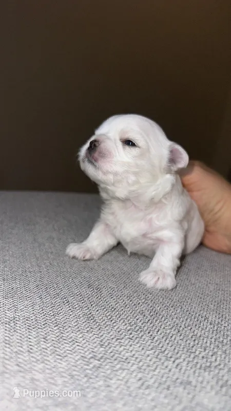 Boy2 – Maltese puppy for sale in Sacramento, CA