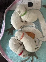 Red, a female Maltese for sale in Sacramento, CA – Photo 4 of 4