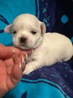 Red, a female Maltese for sale in Sacramento, CA – Photo 2 of 4