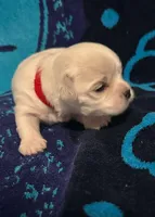 Red, a female Maltese for sale in Sacramento, CA – Photo 3 of 4