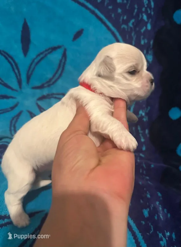 Red – Maltese puppy for sale in Sacramento, CA