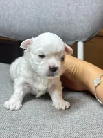 Girl, a female Maltese for sale in Sacramento, CA – 2 of 3