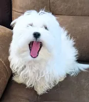 Chance, a male Maltipoo for sale in Danville, VA – 7 of 8