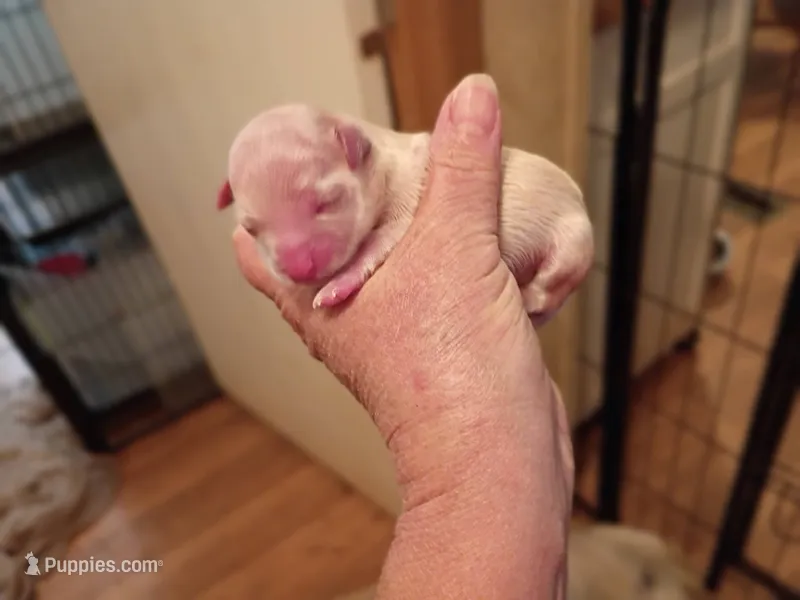 Diamond  – Maltese puppy for sale in Danville, VA