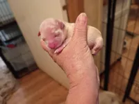 Diamond , a female Maltese for sale in Danville, VA – 1 of 6