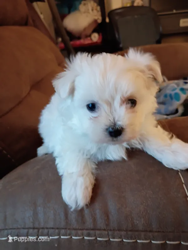 Buddy – Maltese puppy for sale in Danville, VA