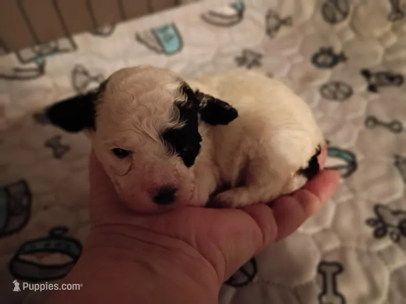 cheyanne – Poodle - Toy  puppy for sale in Danville, VA