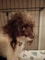 cheyanne, a female Poodle - Toy  for sale in Danville, VA – Photo 6 of 6