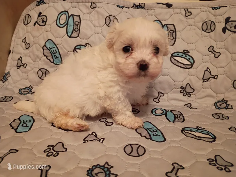 Buddy – Maltese puppy for sale in Danville, VA