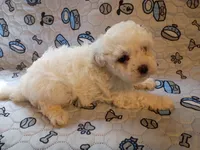 Beauty , a female Maltipoo for sale in Danville, VA – 10 of 10