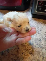 Sassy, a female Maltipoo and Poodle - Miniature  for sale in Danville, VA – 3 of 8