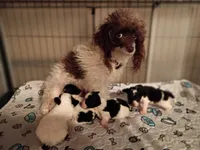 Oreo jr, a male Poodle - Toy  for sale in Danville, VA – 7 of 8