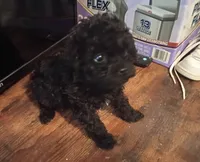 Zues Jr , a male Maltipoo for sale in Danville, VA – 3 of 4
