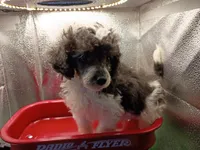 Oreo jr, a male Poodle - Toy  for sale in Danville, VA – 4 of 8