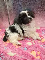cheyanne jr, a female Poodle - Toy  for sale in Danville, VA – 3 of 8