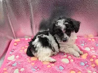 cheyanne jr, a female Poodle - Toy  for sale in Danville, VA – 6 of 8