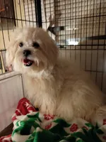 Dolly, a female Maltipoo for sale in Danville, VA – 3 of 4
