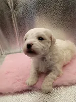 Miss Bailey , a female Maltipoo for sale in Danville, VA – 2 of 4
