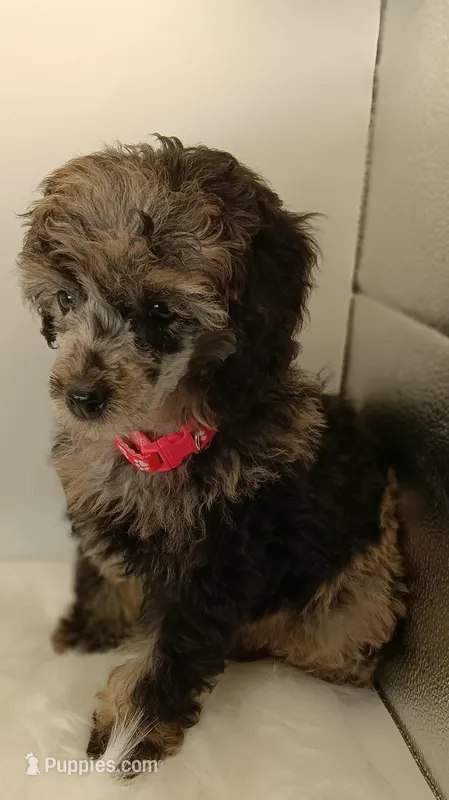 Willow, a female Poodle - Miniature  for sale in Danville, VA – Photo 1 of 2