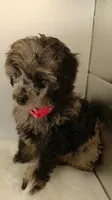 Willow, a female Poodle - Miniature  for sale in Danville, VA – Photo 1 of 2