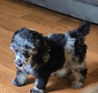 Willow, a female Poodle - Miniature  for sale in Danville, VA – Photo 2 of 2