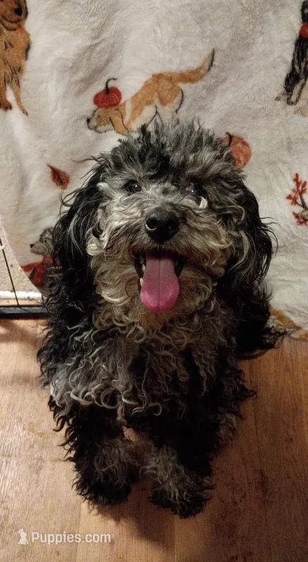 Willow – Poodle - Miniature  puppy for sale in Danville, VA